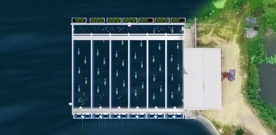 小伙养鱼一周赚100万,养鱼致富第二天目标赚十万