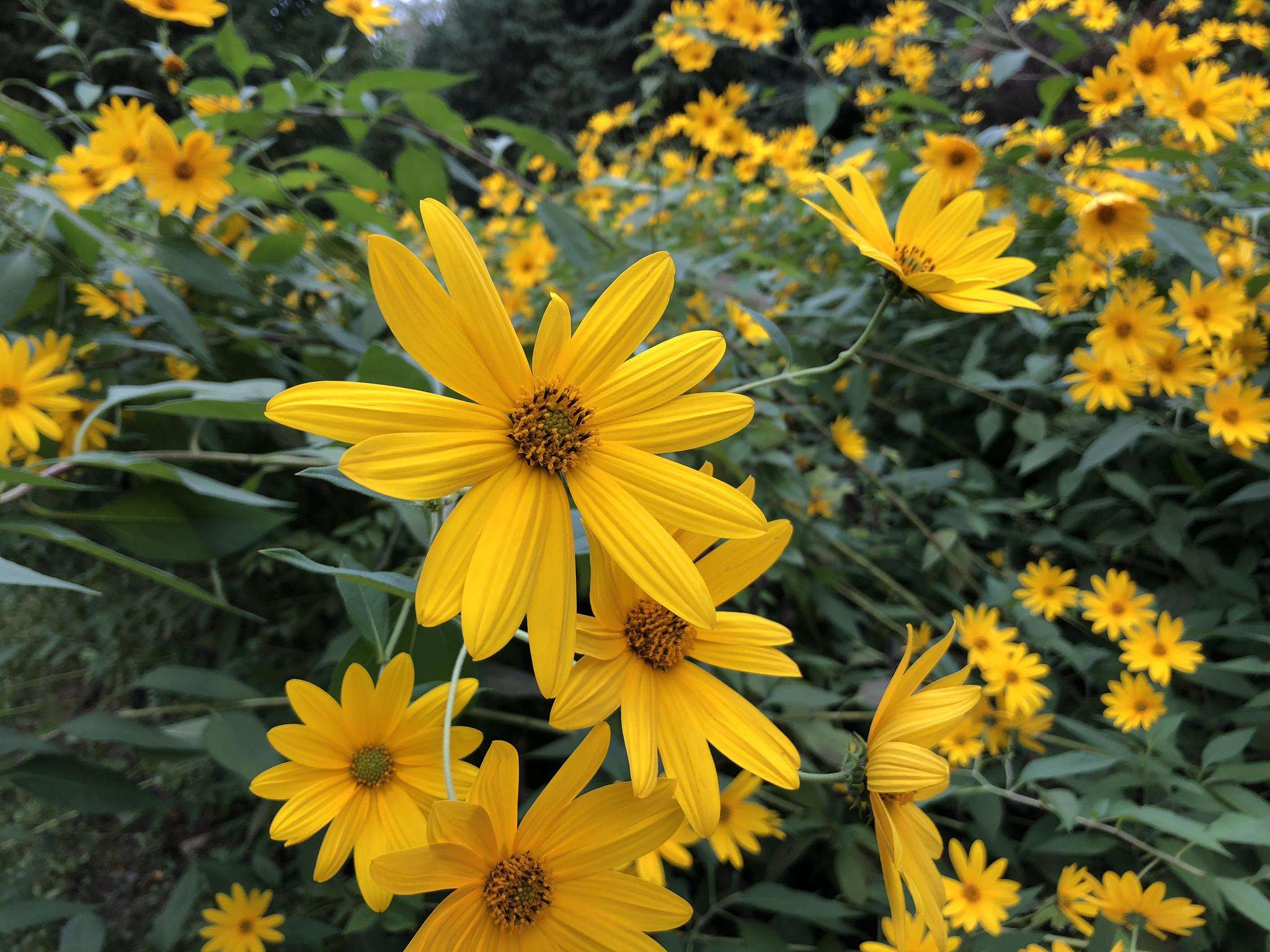 洋姜算是外来入侵物种吗,洋姜物种入侵