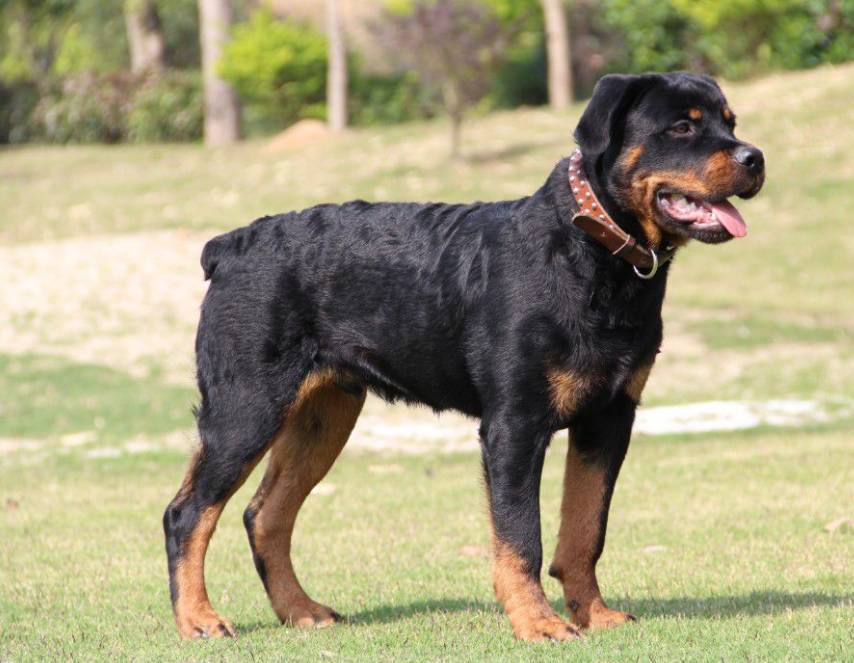 六种最常见的狗狗图片和名字,12种超惹人喜爱的狗狗你认识几种