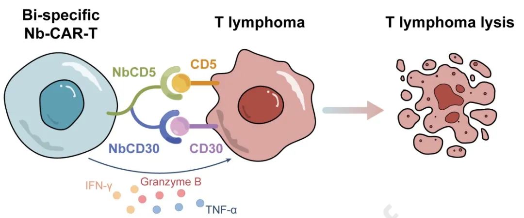car-t细胞疗法进展,car-t细胞疗法收费标准