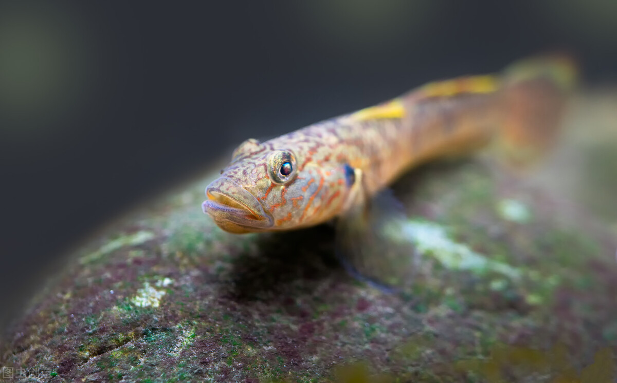 海钓新手油光鱼又名黄鳍刺鰕虎鱼「日本专业海钓入门投钓书籍」