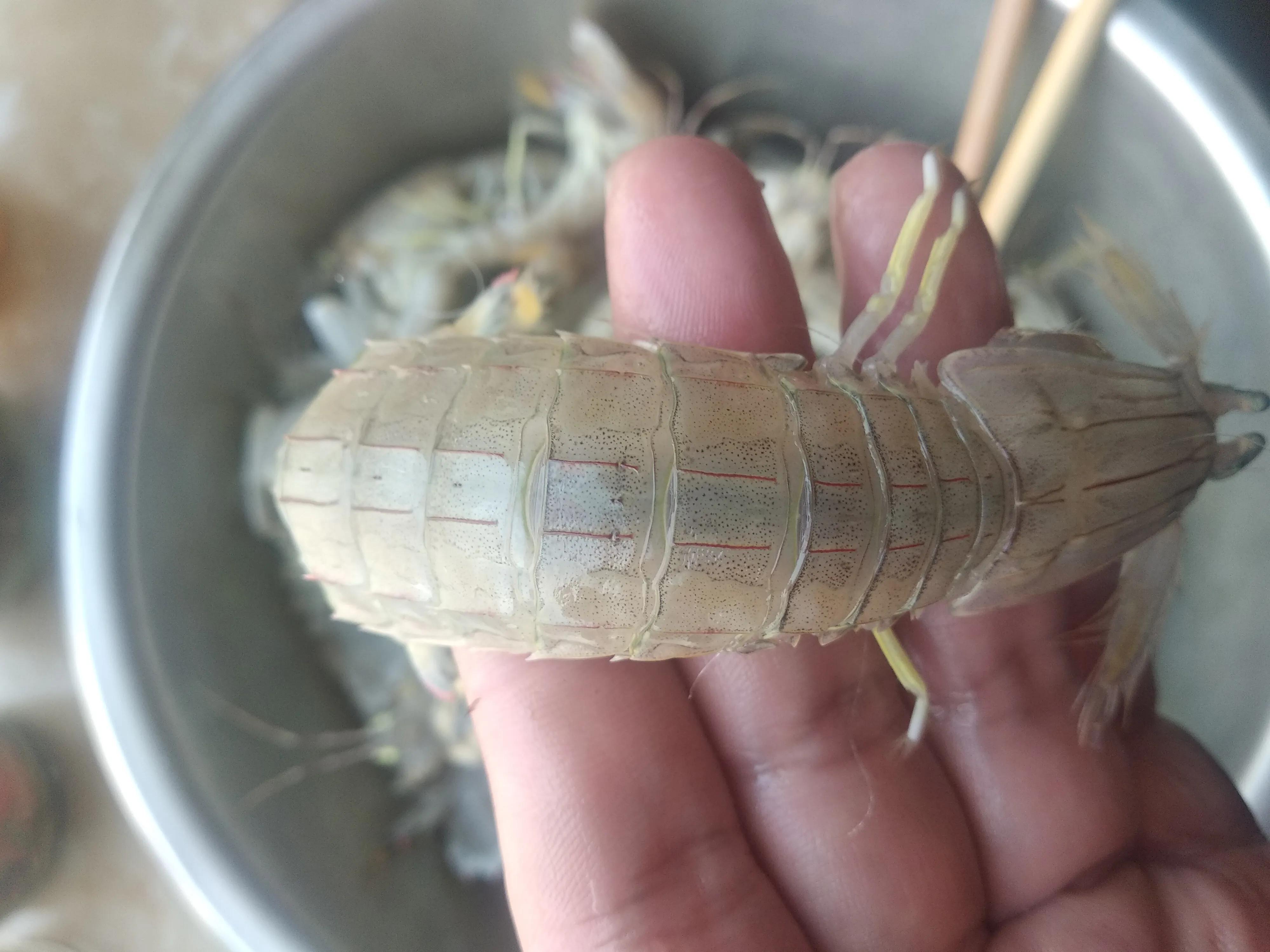 五一必备超级肥美大虾尾,海鲜鲍鱼小龙虾还有哪些