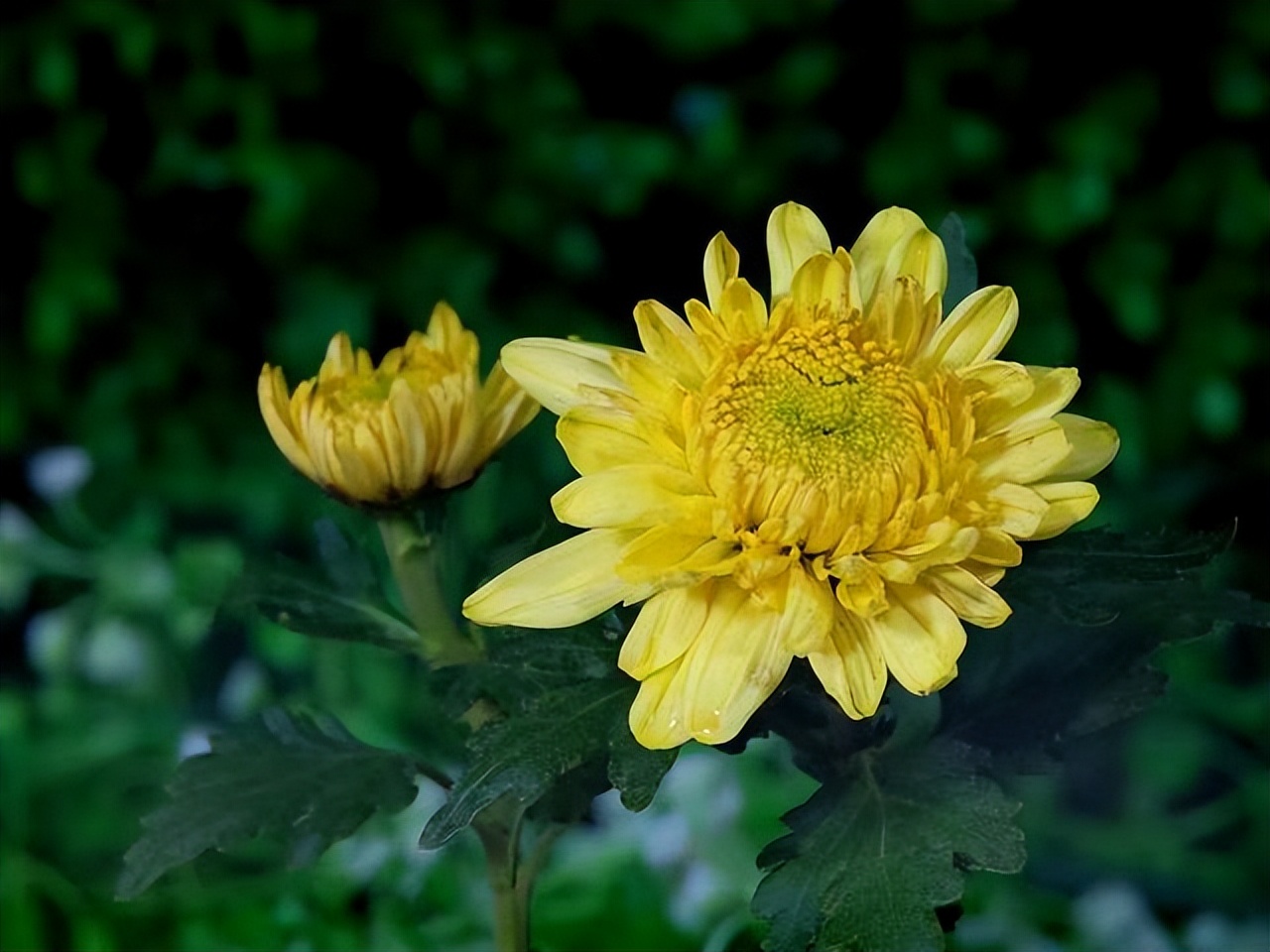 兄弟姐妹相处不和谐怎么办,兄弟姐妹之间相处不好怎么办