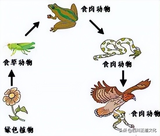 东亚人与白人体质差距,中国人与白种人对比