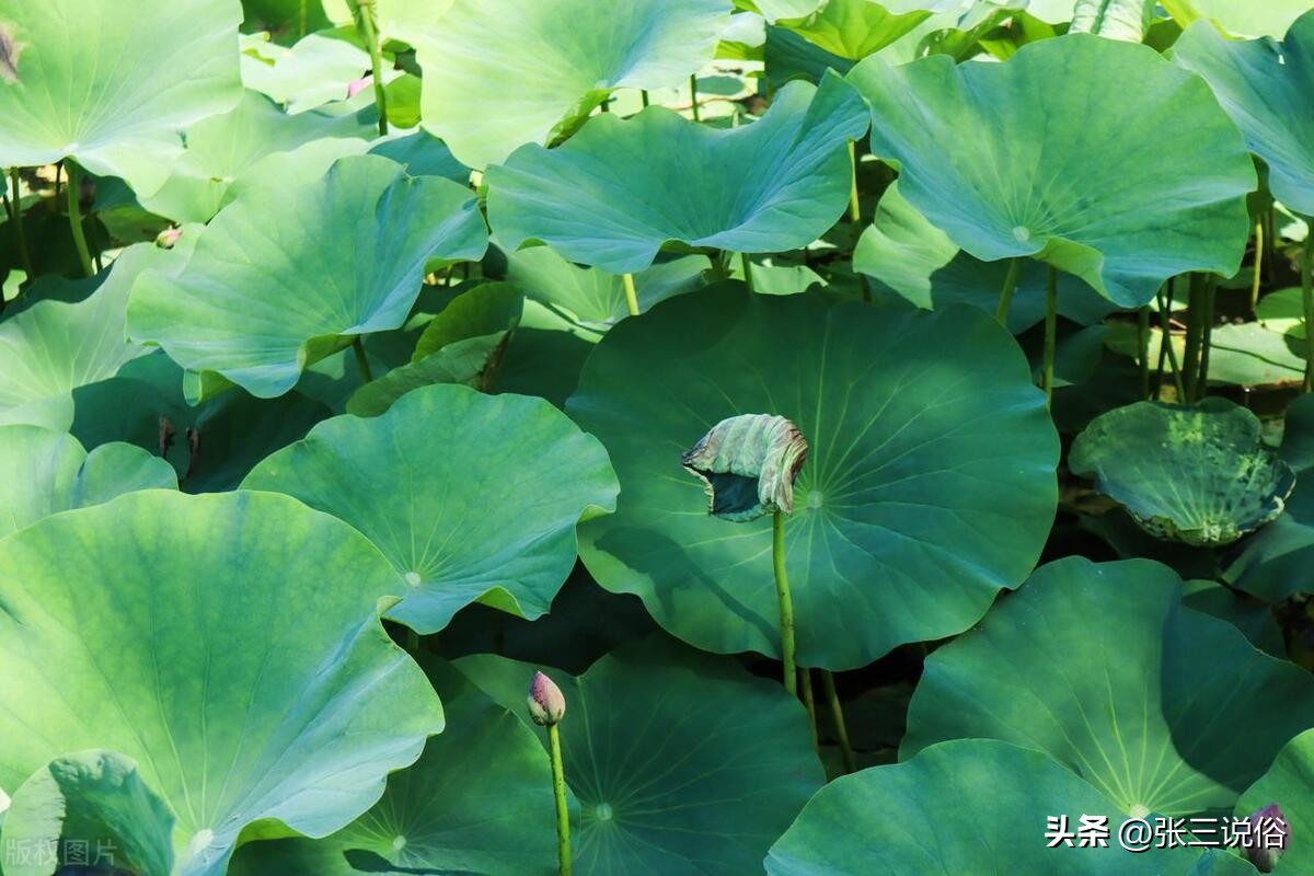 夏至刮大风是什么预兆,夏至有雨是什么预兆