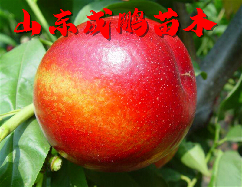 好品质大树苗批发,软石榴树苗哪里买