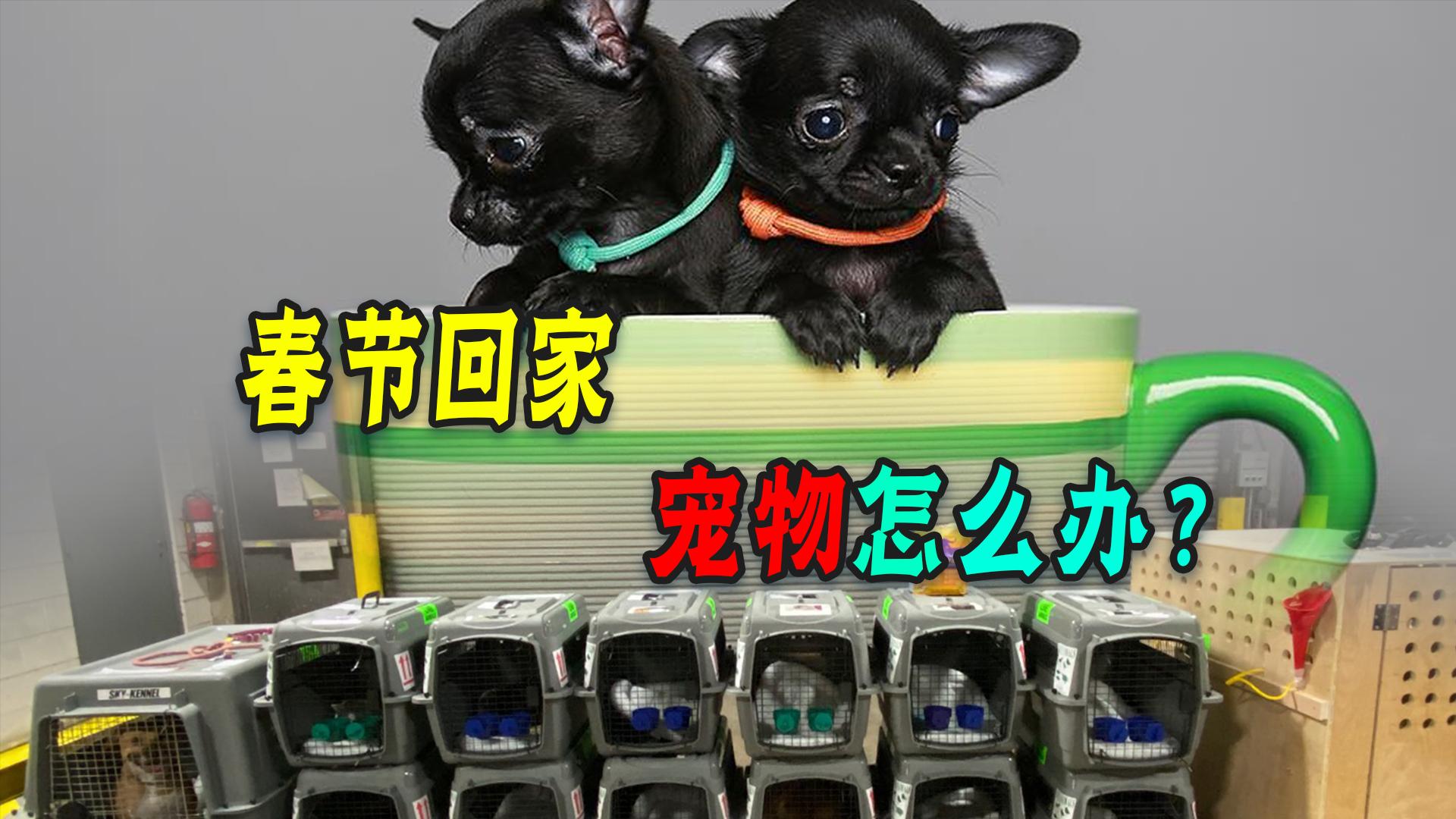 家有宠物的铲屎官怎么办,宠物铲屎官该关心的事情