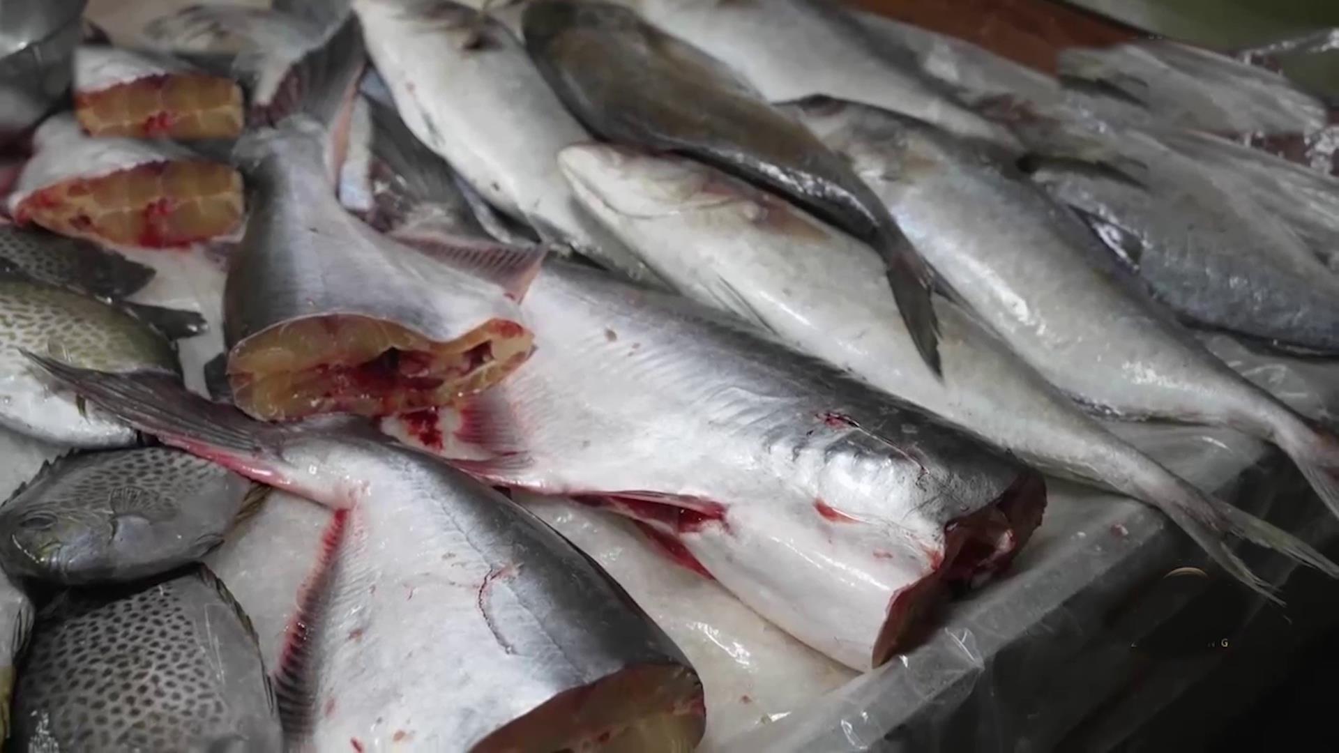 广西老汉把黄鱼变白鱼，一亩鱼塘稳赚3万元，带当地上百农户增收