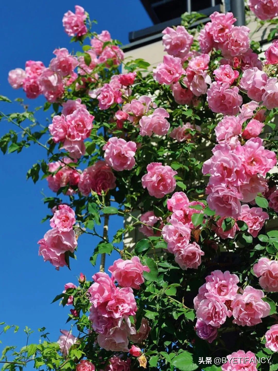 金钻花浇水的正确方法,花干了浇水还能活吗