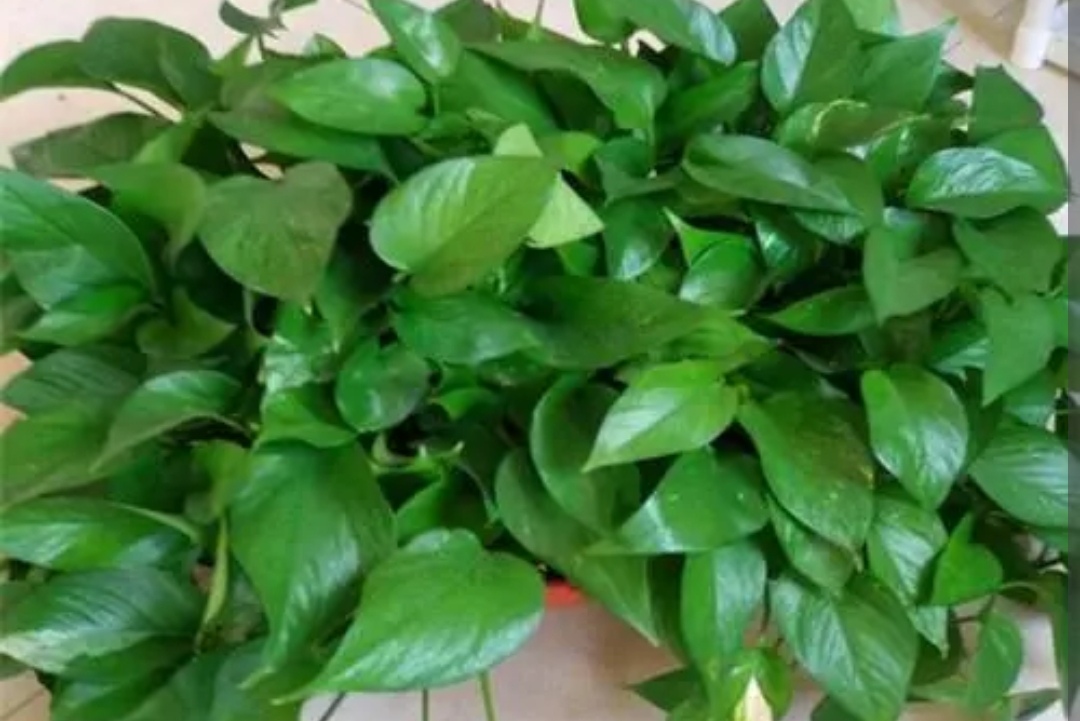 绿萝有黄叶子是什么原因造成的呢,绿萝出现黄叶有几种原因