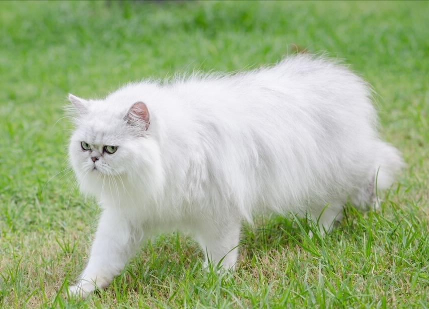 波斯猫怎么养才好养,波斯猫的优缺点是什么