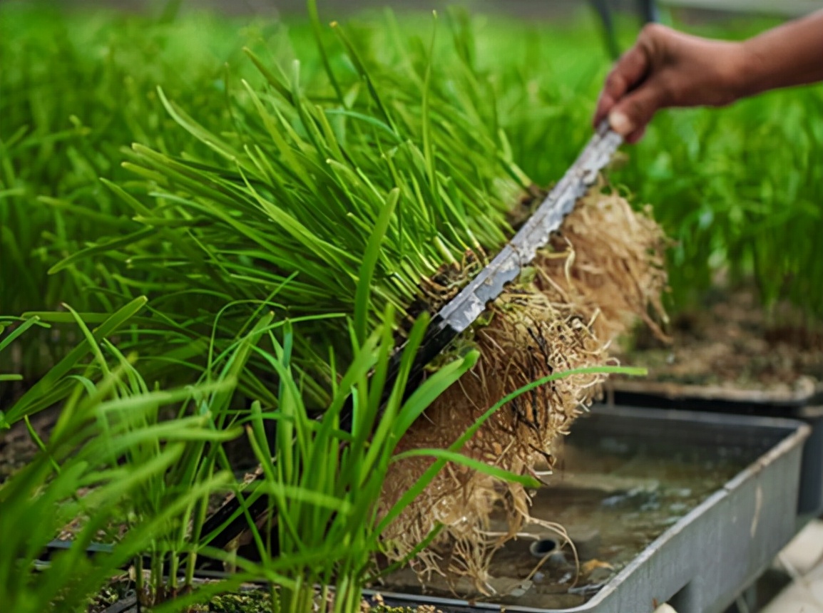 新种的韭菜第一茬一亩能割多少斤,韭菜种植高产方法分享越割越粗壮