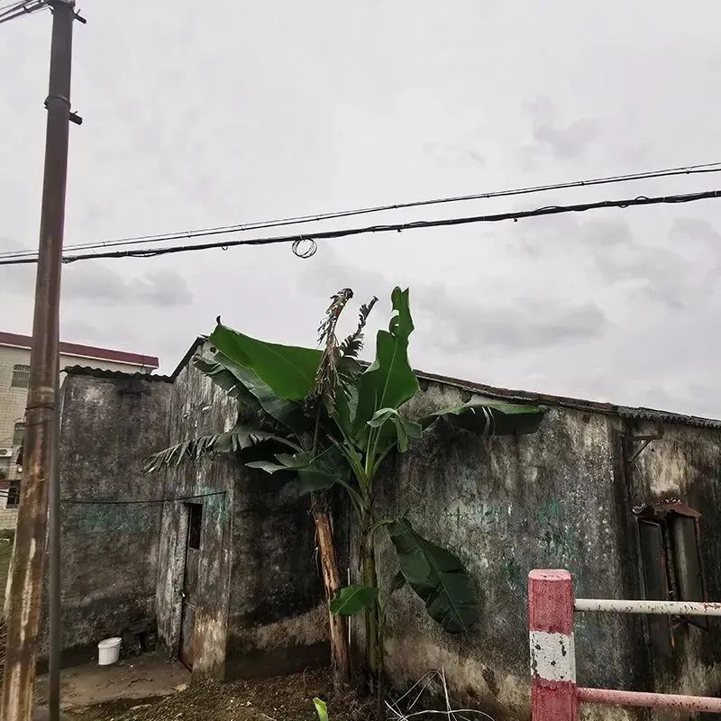 美涂士艺术漆电白,美涂士海洋之星空气焕新