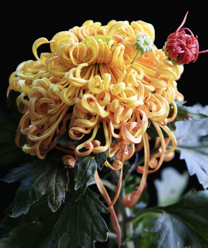 人出生的每个月对应的是什么花,8月份出生的用什么花代表