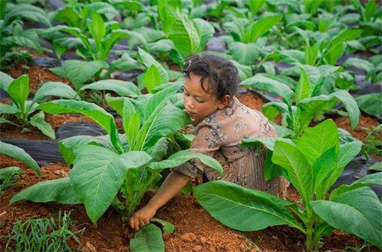 雪莲果怎么种才能长得快,雪莲果怎么种才能长得好