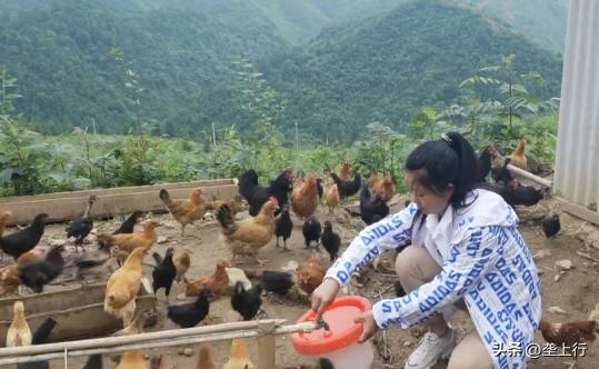 新手土鸡养殖技术视频,散养土鸡晚上鸡棚要点灯吗
