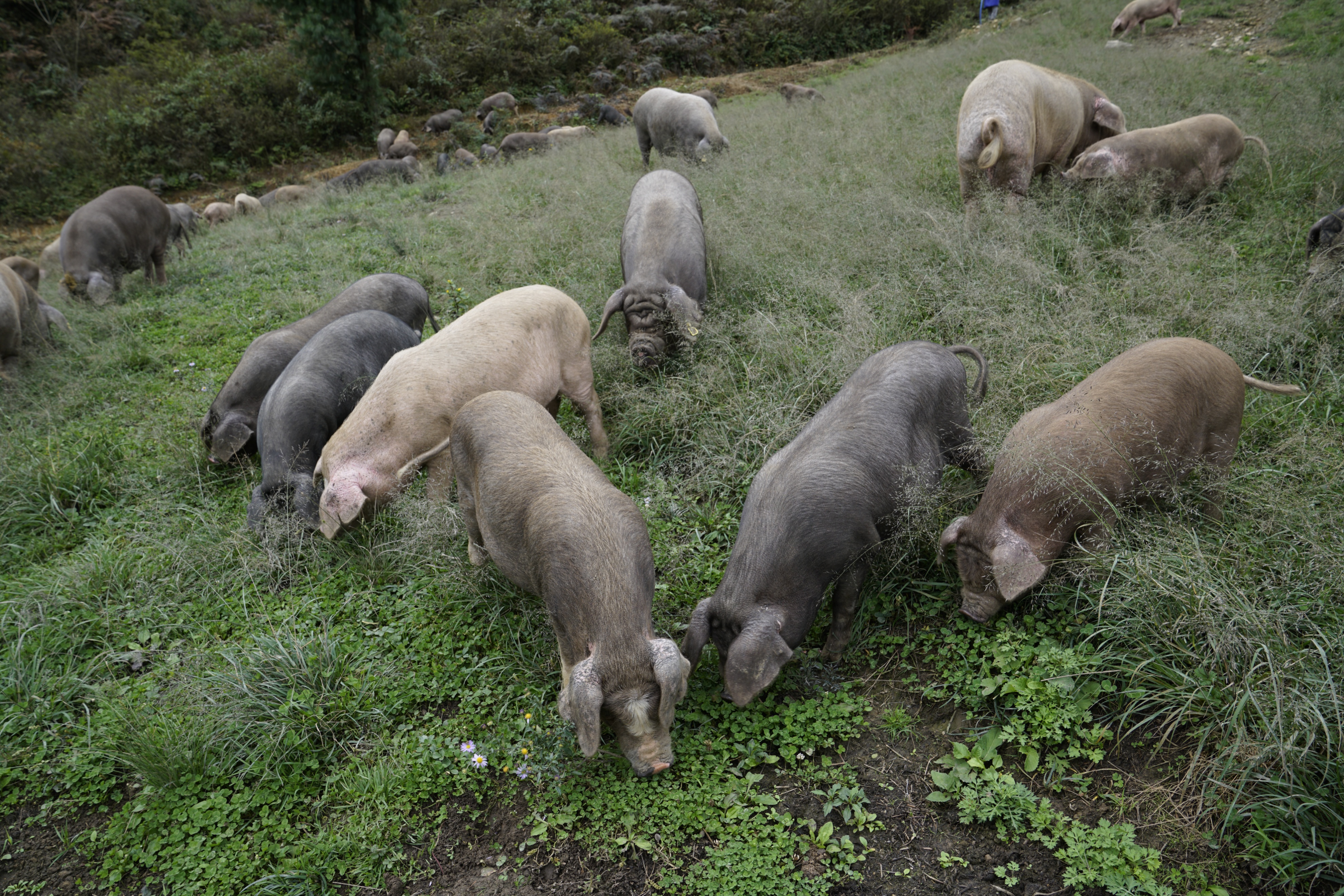 昌图黑猪和松辽黑猪哪个品种好,黑猪品种散养黑猪的前景及利润