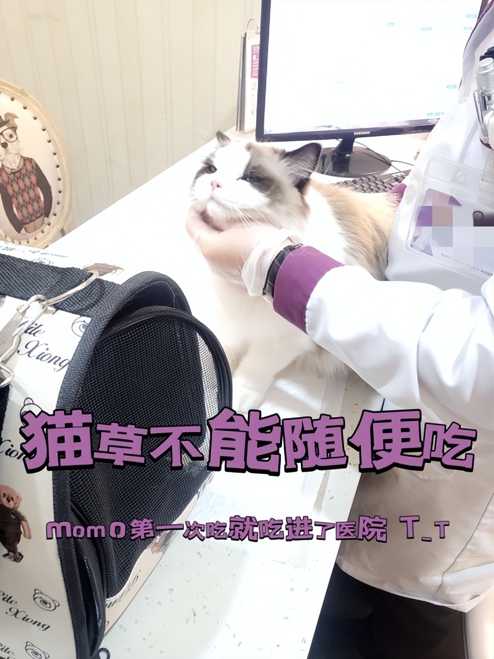 猫吃猫草后需要吐几天,猫咪猫草吃多了会嗜睡吗