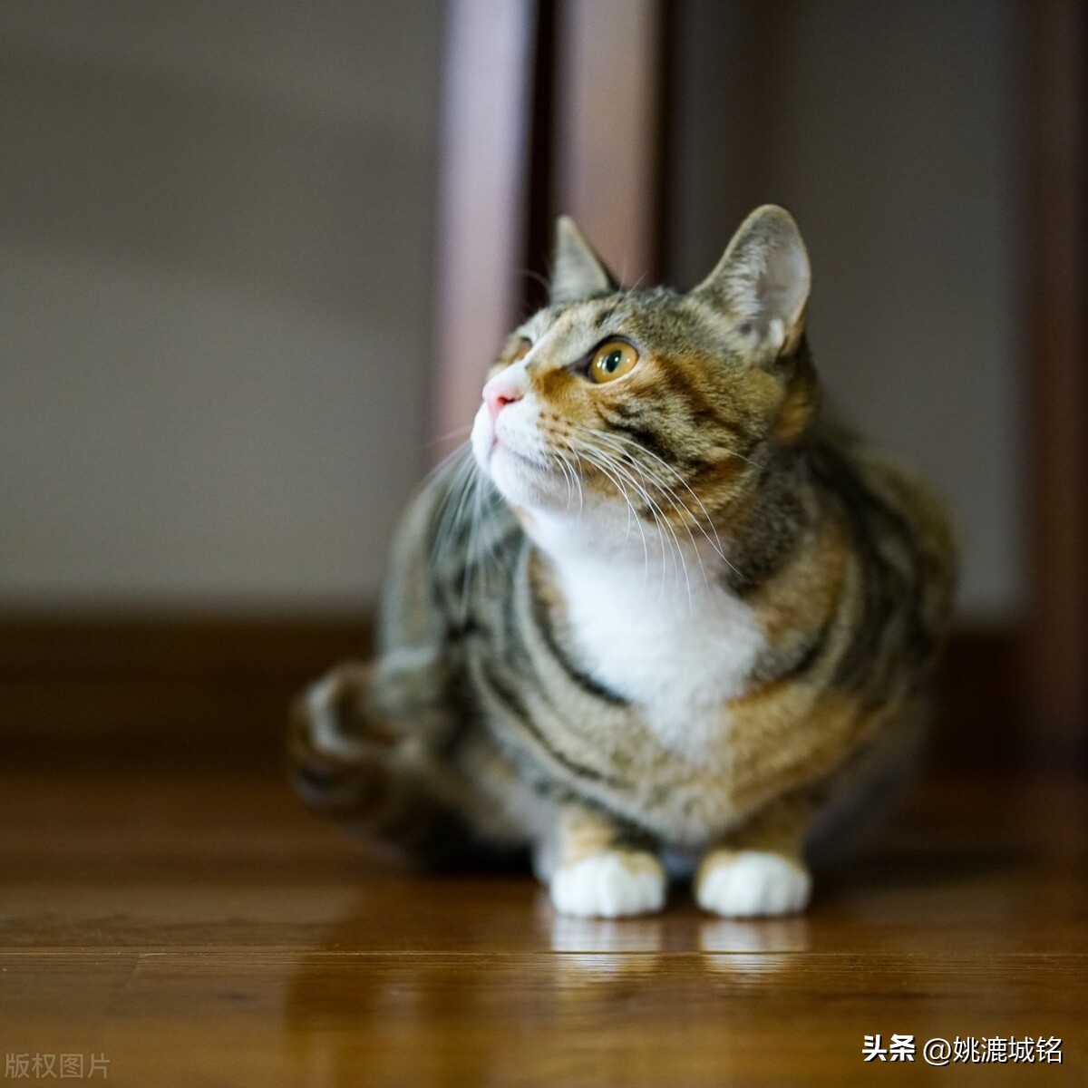 猫乳腺破溃,猫的肛门腺破溃怎么治疗