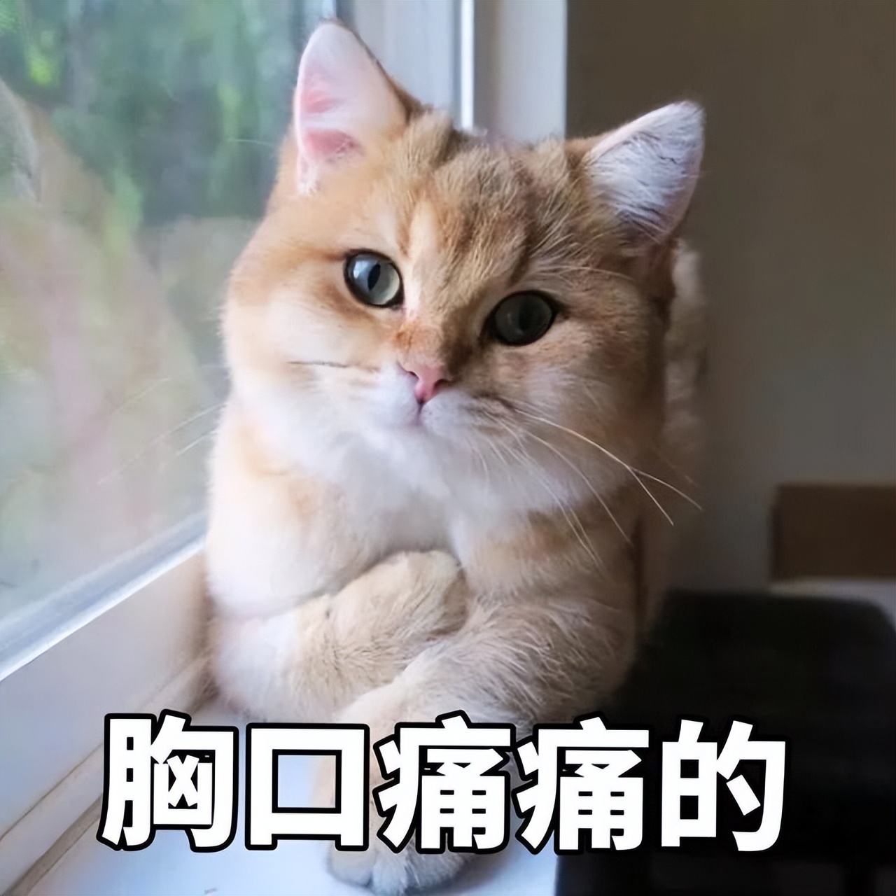 英短蓝白猫寿命一般多少年,这几种猫很乖巧适合家养