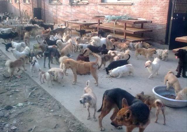 狗狗配种的4种方式,你知道几个?