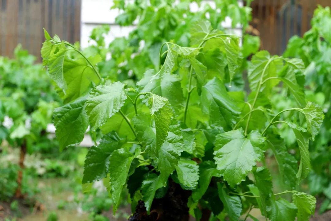 走，去苏州丝绸博物馆