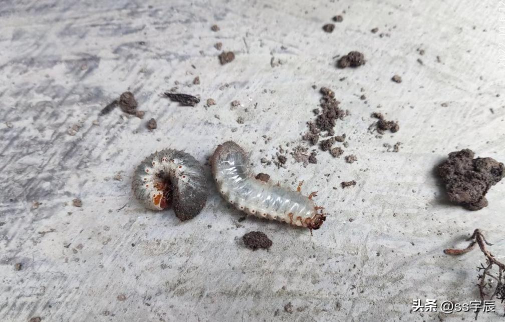 地老虎蛴螬,蛴螬也叫地老虎