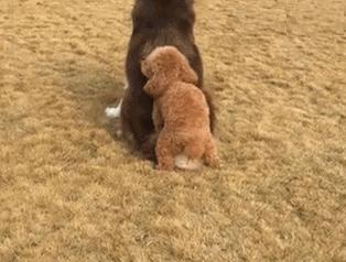 怎样判断狗狗是中型犬还是小型犬,如何判断狗狗的犬型