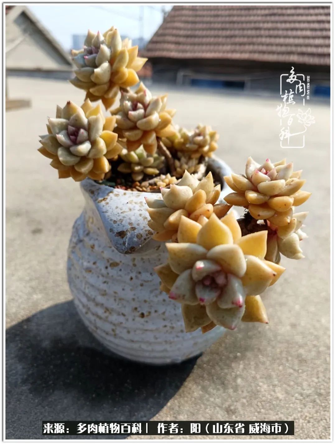 浜洪棿鐑熺伀鑷湁涓囧崈棰滆壊,浜洪棿鐑熺伀鐨嗘槸骞冲嚒棰滆壊