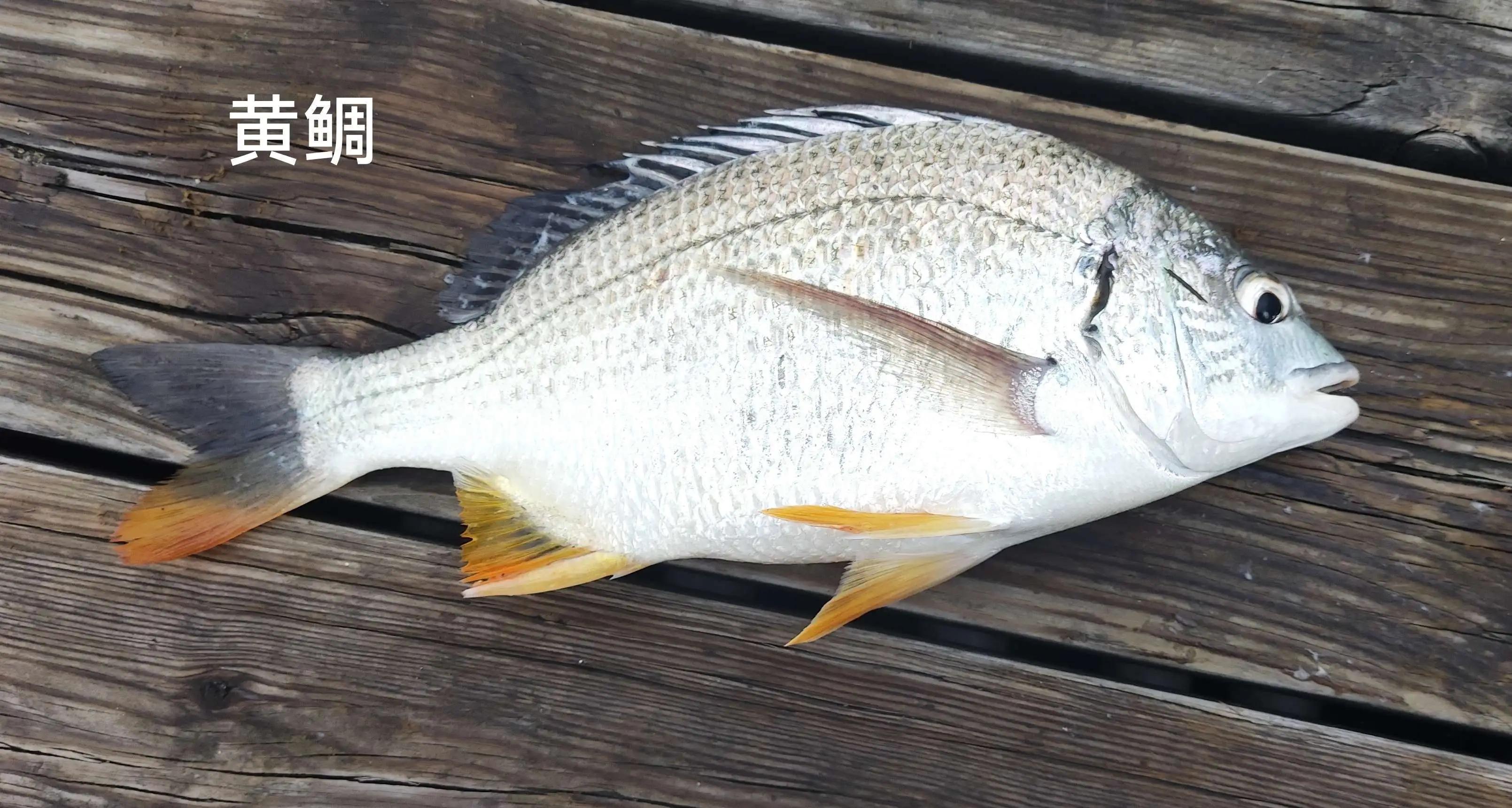 20种常见海鱼,十大常见野生海鱼