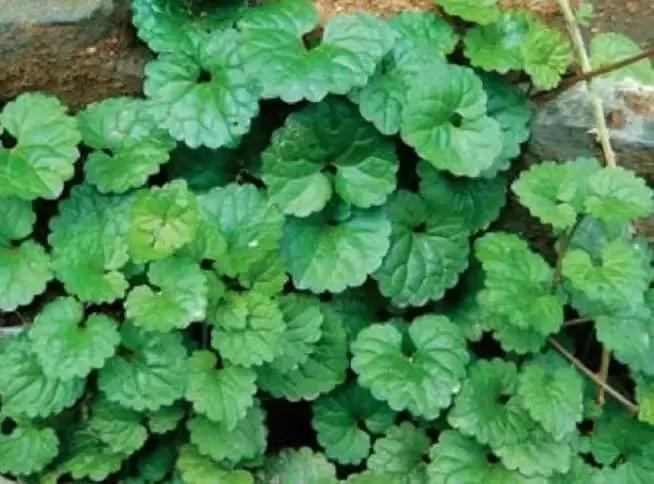 您在路边遇到过活血丹这种野草吗,野生活血丹草药图片