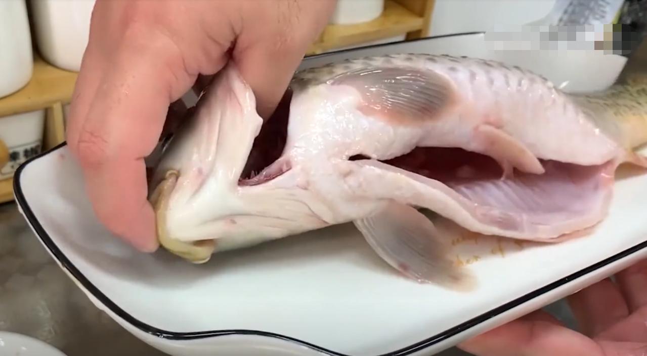 为什么黄河鲤鱼不能吃,黄河鲤鱼为啥出名