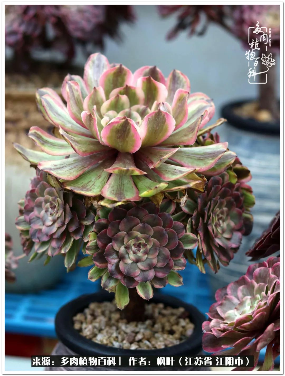 多肉植物的生长轨迹,多肉植物的养生方法