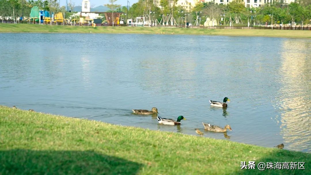 遛娃必看！这些春日色彩，就藏在高新区的公园里…