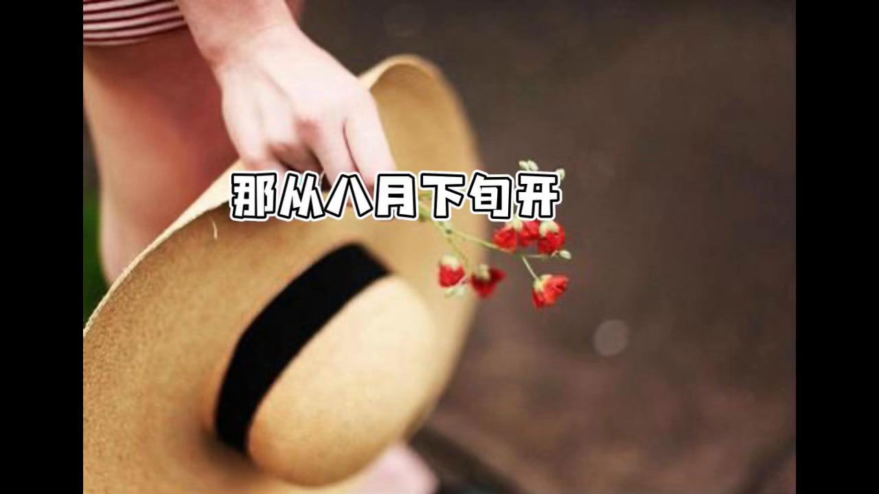 处女座2021运势9月份会遇到旧爱吗,2023年处女座女全年事业运势