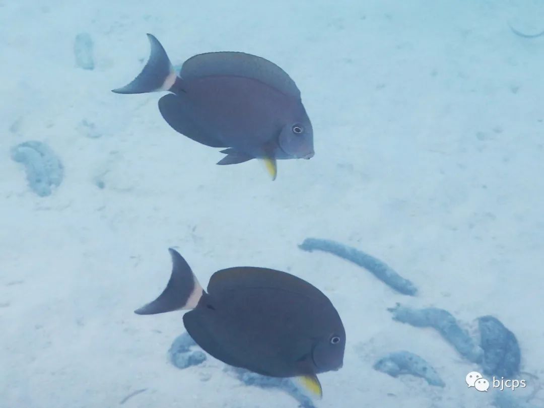 塞班岛为什么免签,塞班岛免签政策45天还是14天