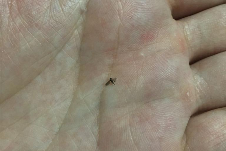 用什么可以杀死小蠓虫最有效,小蠓虫属于什么虫子