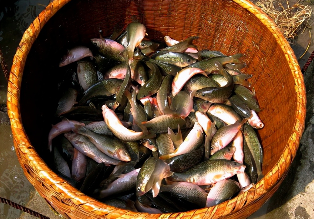 正在消失的六种河鲜,即将消失的10种河鲜