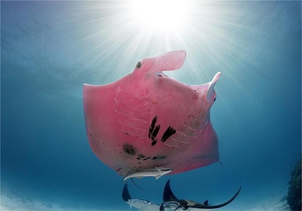 一张图看懂神奇动物,这些罕见的神奇动物到底有多可怕