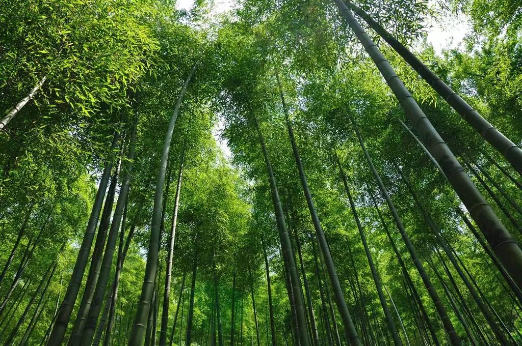 描写竹子古诗词大全100首,描写竹的古诗25首最简单的