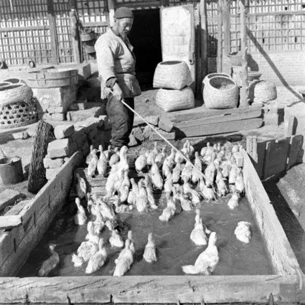 鐧鹃笩楦ｆ槬楂樻竻鍥剧墖,鐧鹃笩楦ｆ槬椋庢櫙瑙嗛