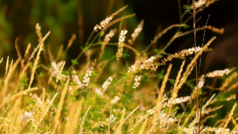 处暑节气通常在秋季吗,大暑是二十四节气的第几个节气