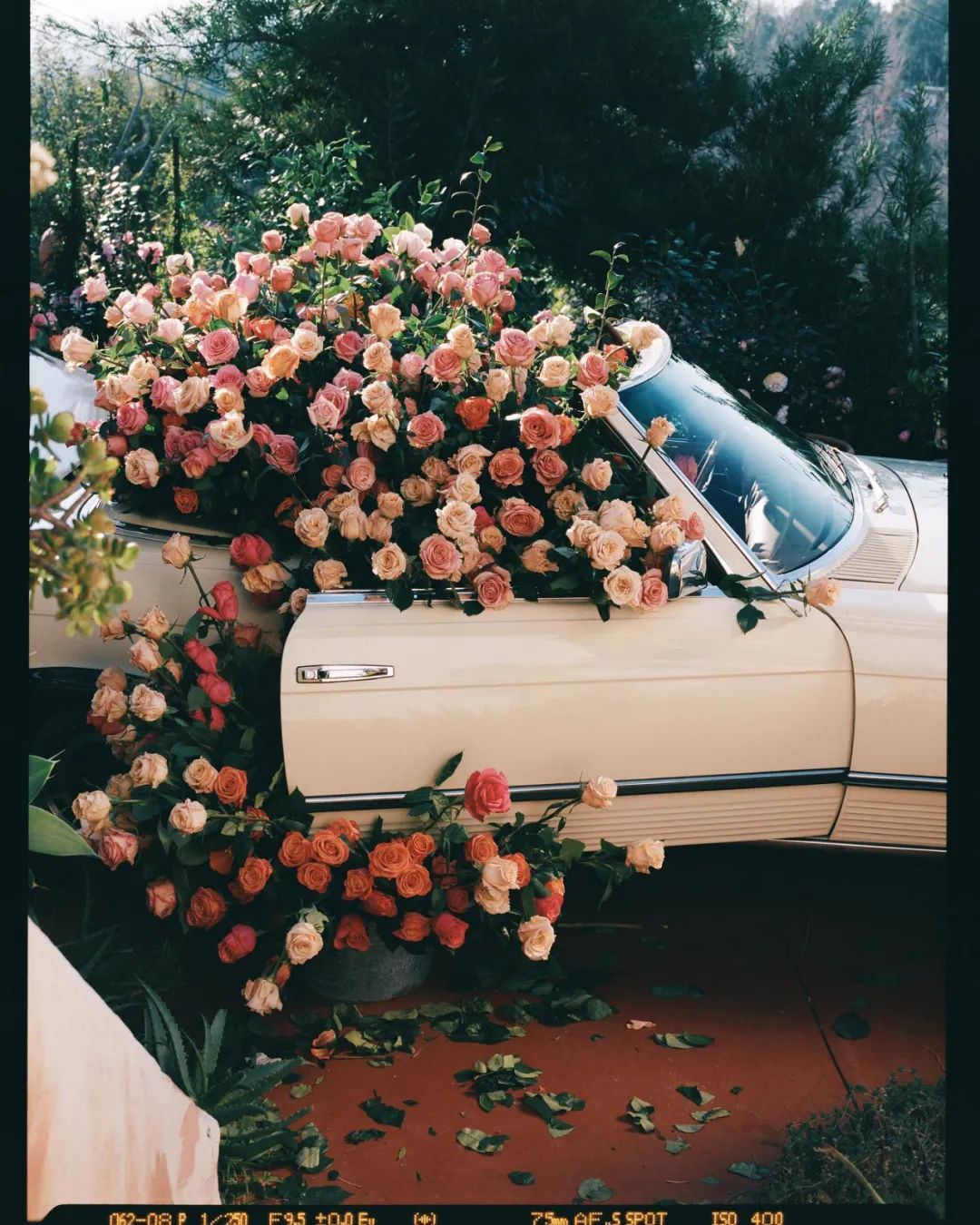 她拍的花，也太好看了