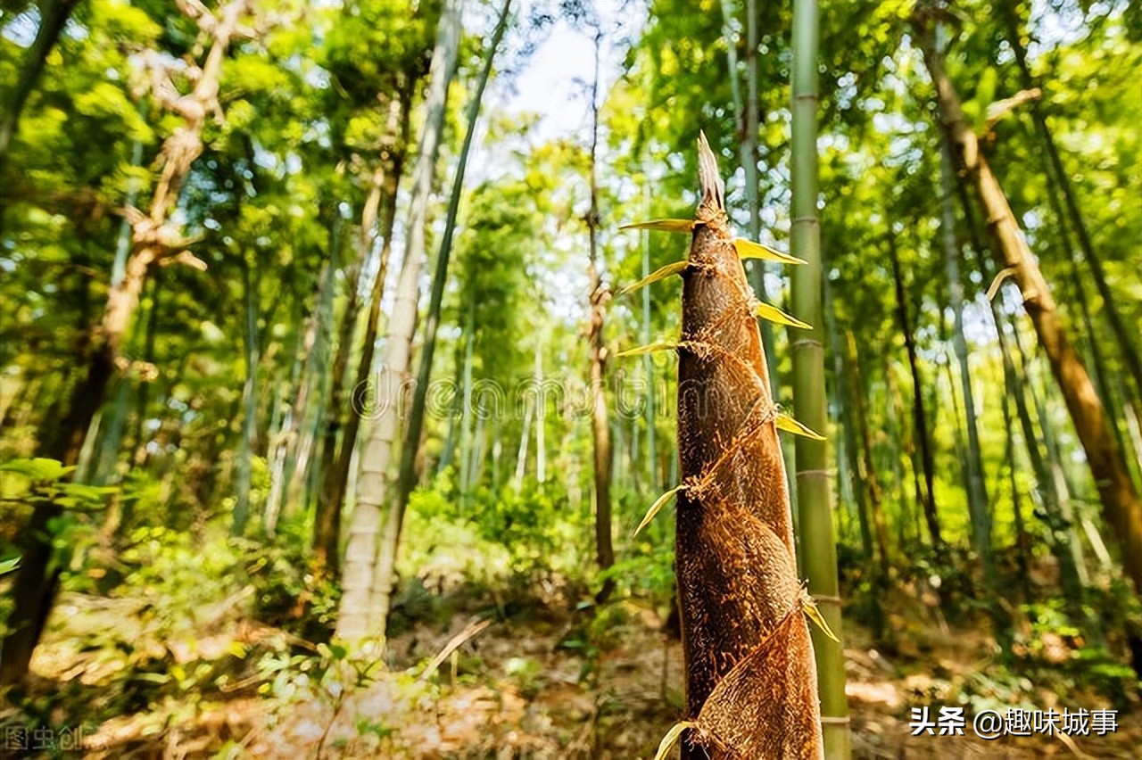 让人欲罢不能的美食竹笋,春天最好的美食竹笋
