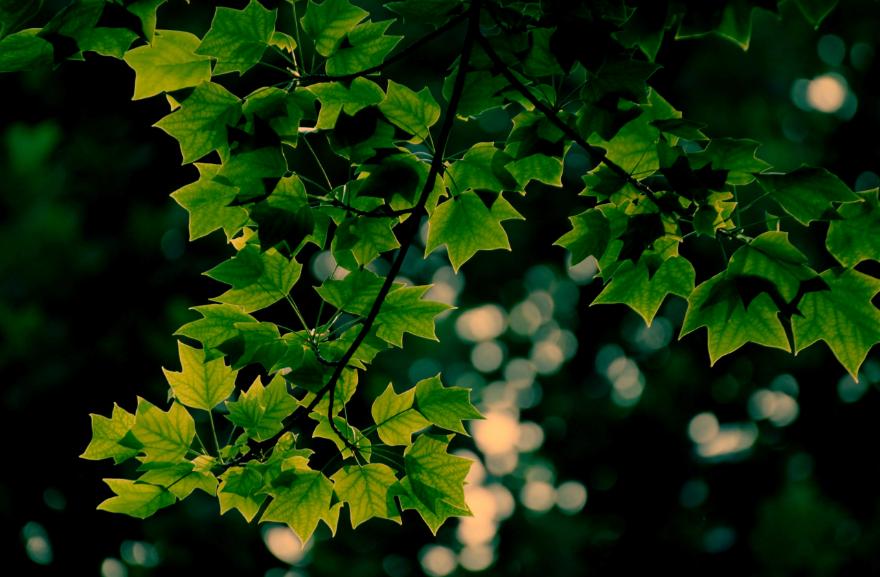 春回夏至秋到冬来的古人诗词,25首夏至诗词送你一夏清凉