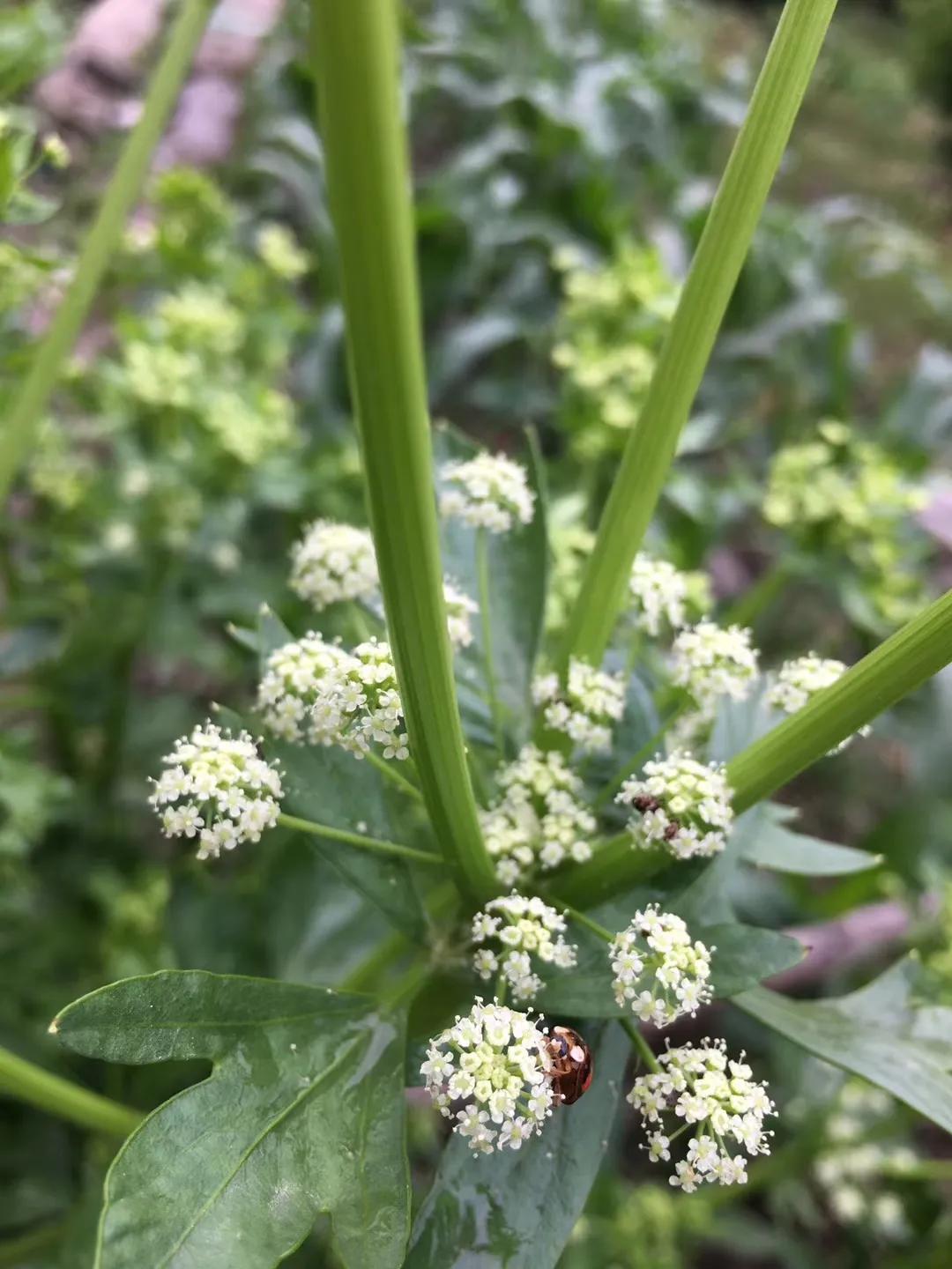 瓢虫雷迪第二季第9话,瓢虫雷迪第4季23话