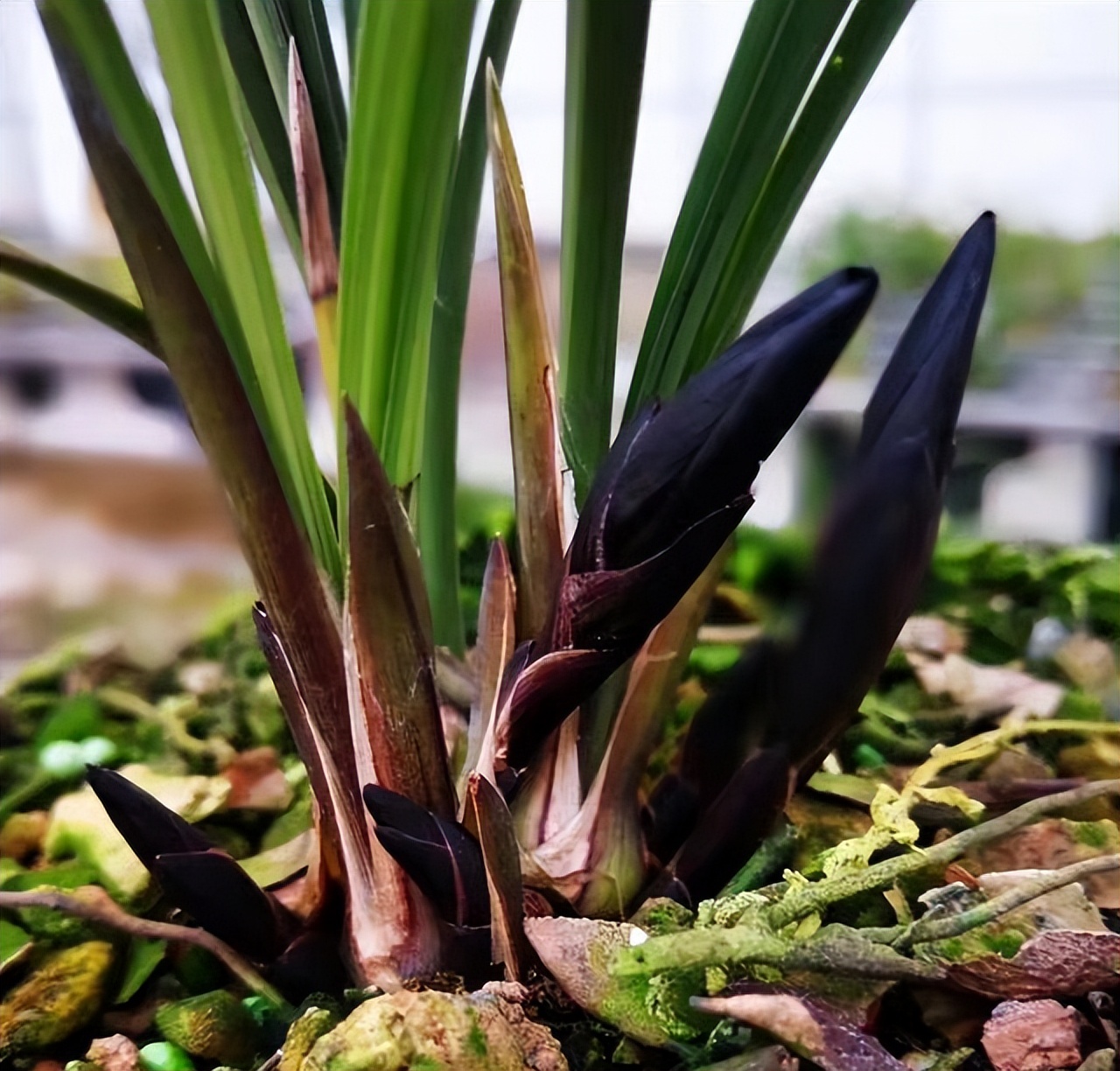 春兰滇红素和娄山红哪个更值得养,春兰娄山红一苗冬天能开花吗