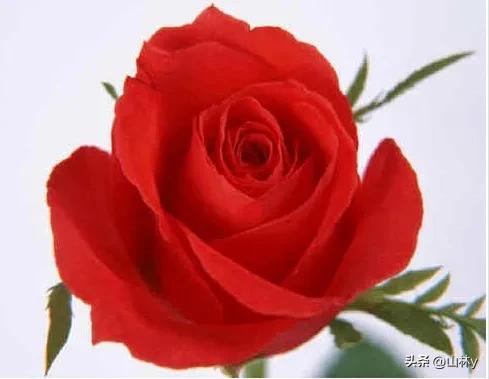 分享玫瑰花的图片,最美的玫瑰花送给最漂亮的你图片