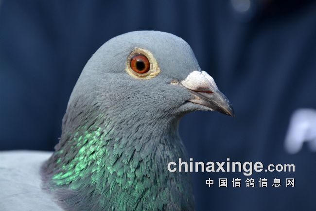 万里挑一的获奖者图片,万里挑一比赛视频