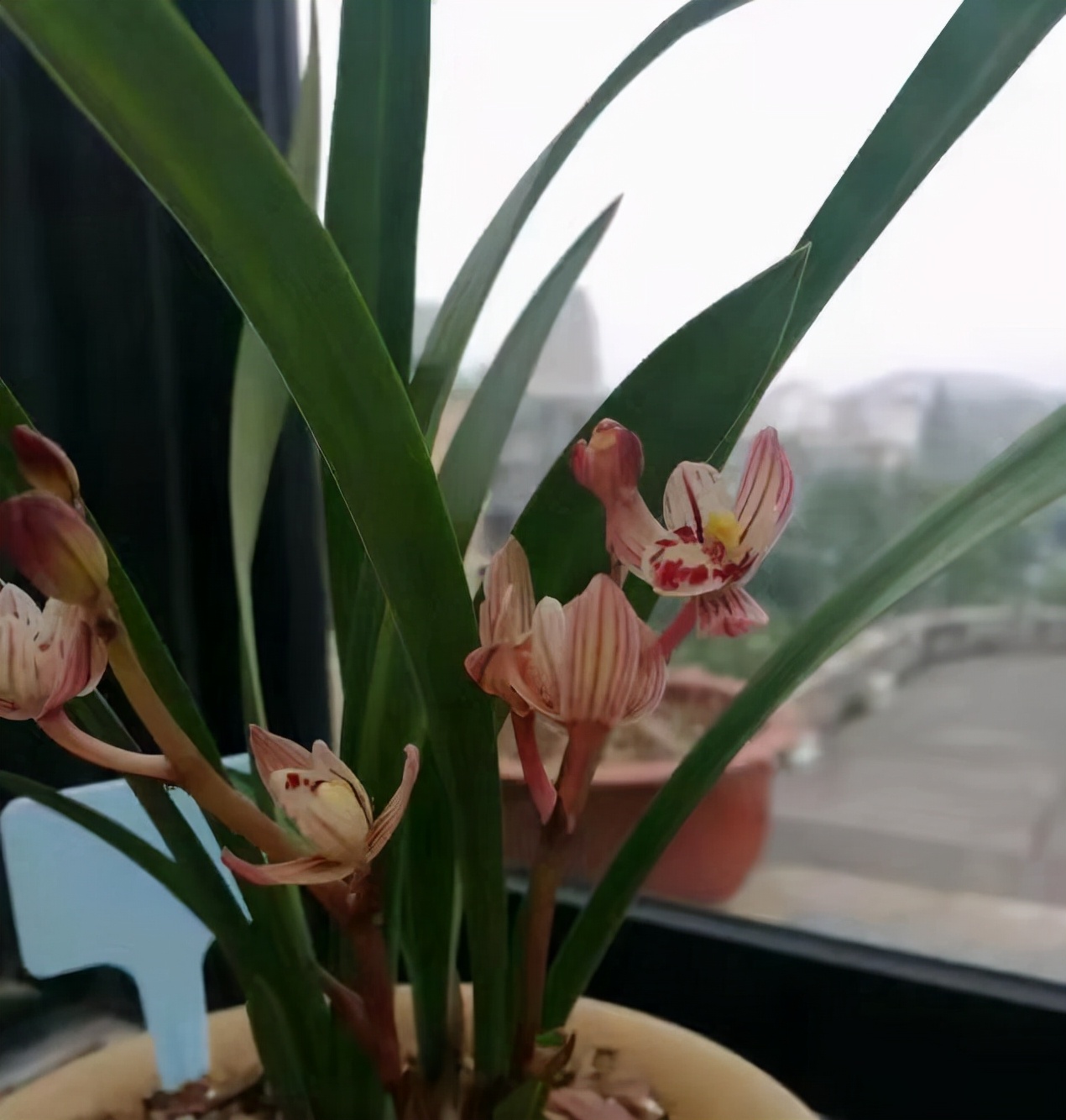 建兰君子兰品种图片大全,建兰素色兰花品种大全集